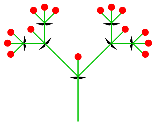 Datei:Dichasium (inflorescence).png