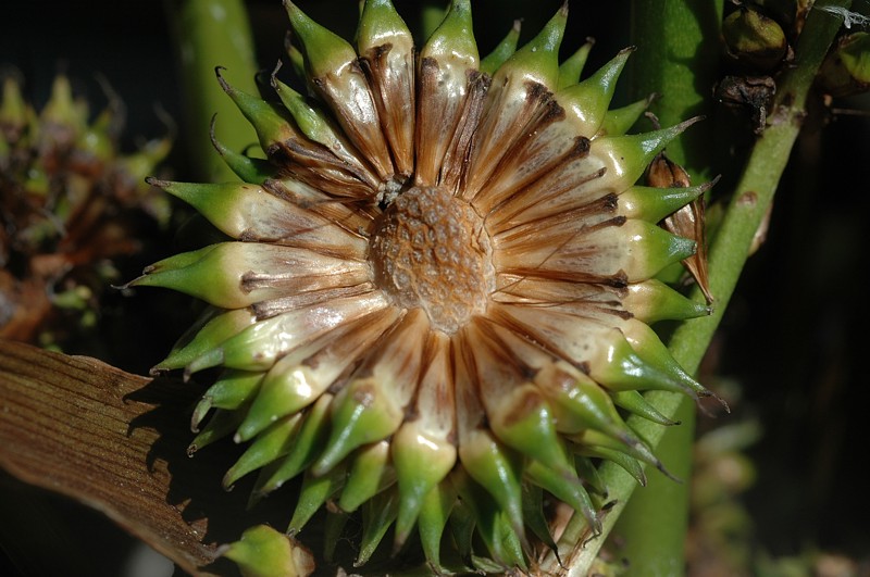 Datei:Sparganium-erectum-neglectum Meierott-1 BIB.jpg