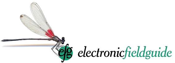 Datei:EFG-logo2.jpg