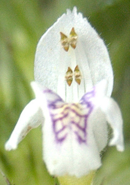 Datei:Galeopsis tetrahit august gothenburg sweden cropped flower zugeschnitten.jpg