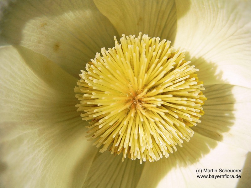 Datei:Pulsatilla-vernalis-bidgostiana.jpg