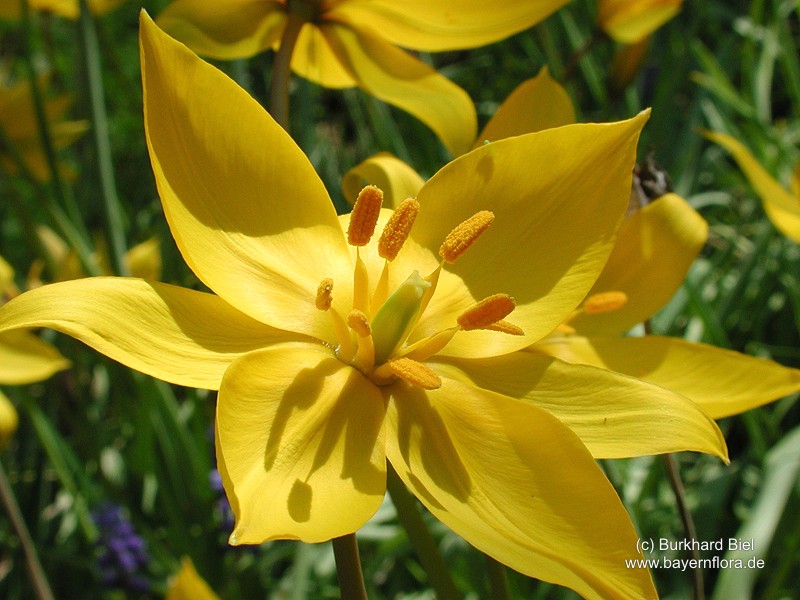 Datei:Tulipa-sylvestris-sylvestris.jpg