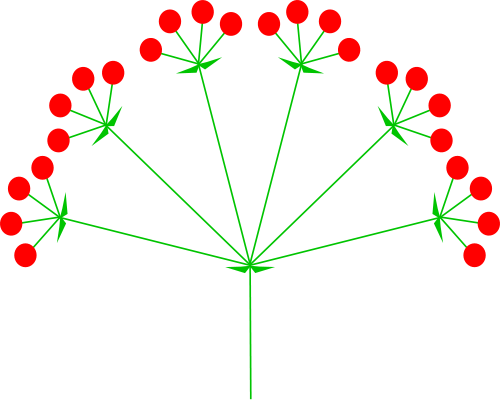 Datei:Inflorescences Umbel Kwiatostan BaldachZłożony.png
