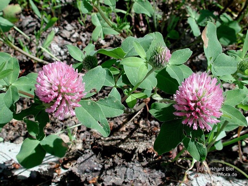 Datei:Trifolium-pratense Biel-3 BIB.jpg