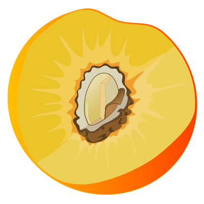 Datei:Drupe fruit diagram no text.png