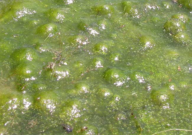Datei:Algae-oxygen-bubbles.jpg