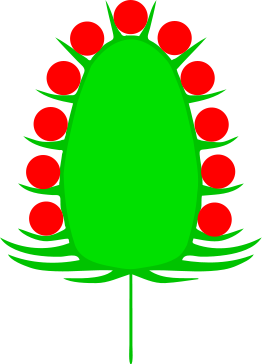 Datei:Koepfchen (inflorescence).png