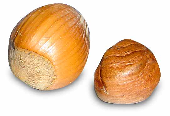 Datei:Haselnuss Gr 99.jpg