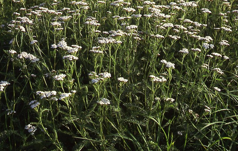 Datei:Achillea-pratensis Meierott-1 BIB.jpg