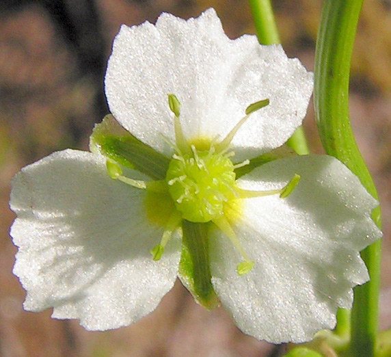 Datei:Alisma plantago-aquatica20090812 249 zugeschnitten.jpg