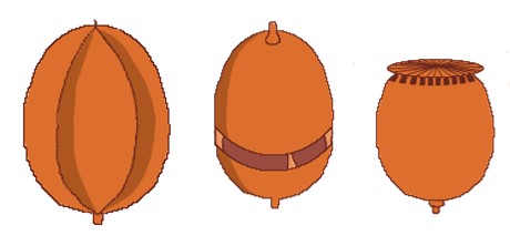 Datei:Kapseln 2.jpg