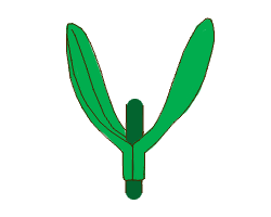 Datei:Leaf morphology attachment decurrent arranged.png