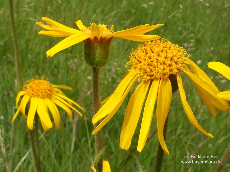Datei:Arnica-montana Biel-3 BIB.jpg