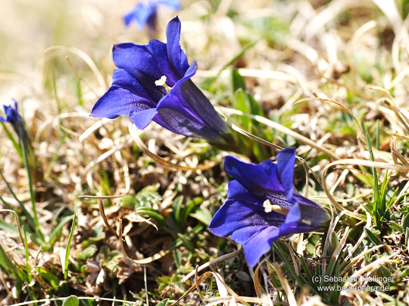 Datei:Gentiana-clusii.jpg