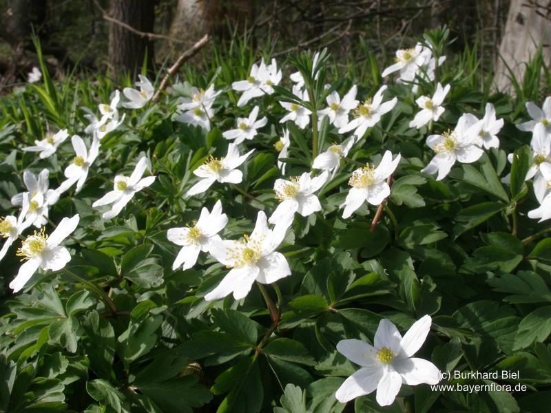Datei:Anemone-nemorosa Biel-6 BIB.jpg