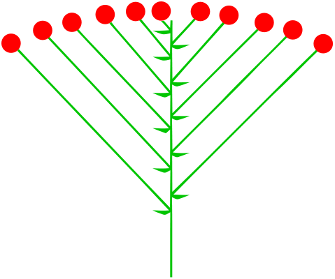 Datei:Schirmtraube (inflorescence).png