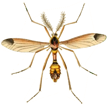 Datei:Ctenophora ornata Britishentomologyvolume1Plate5.png