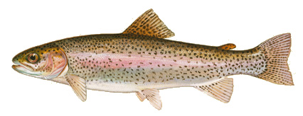 Datei:Truite arc-en-ciel.jpg