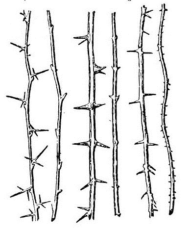 Datei:PSM V46 D516 Plants with thorns arranged.jpg