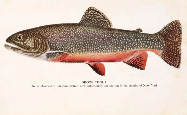 Datei:Brook trout 1918.jpg