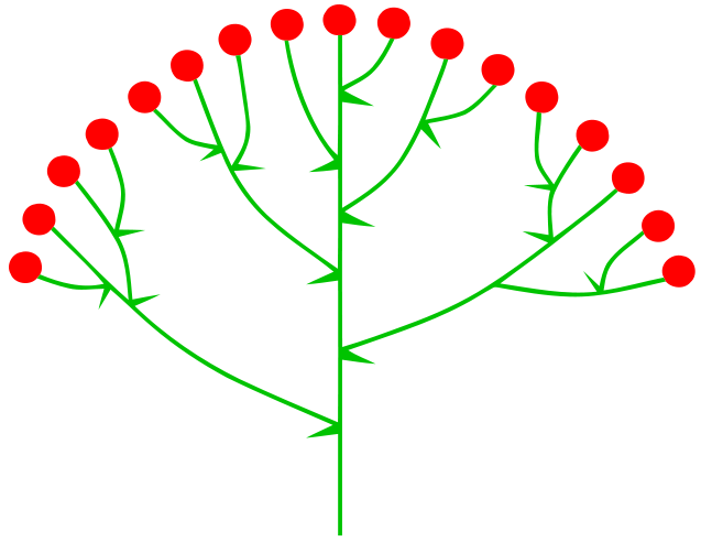 Datei:Schirmrispe (inflorescence).png