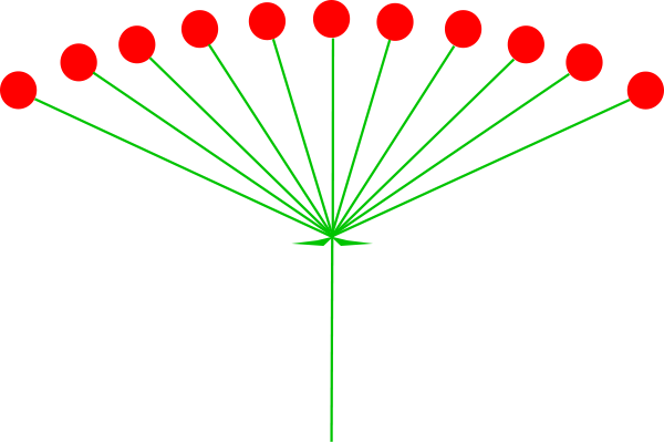 Datei:Inflorescences Umbel Kwiatostan Baldach.png