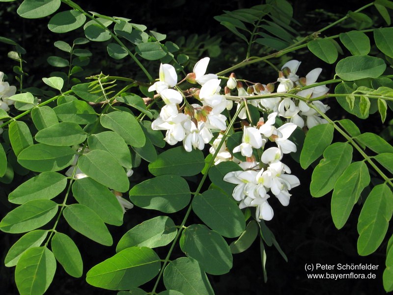 Datei:Robinia-pseudoacacia Schoenfelder BIB.jpg