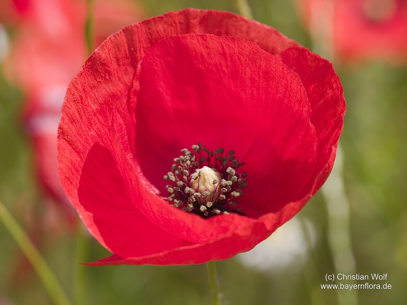 Datei:Papaver-rhoeas2.jpg