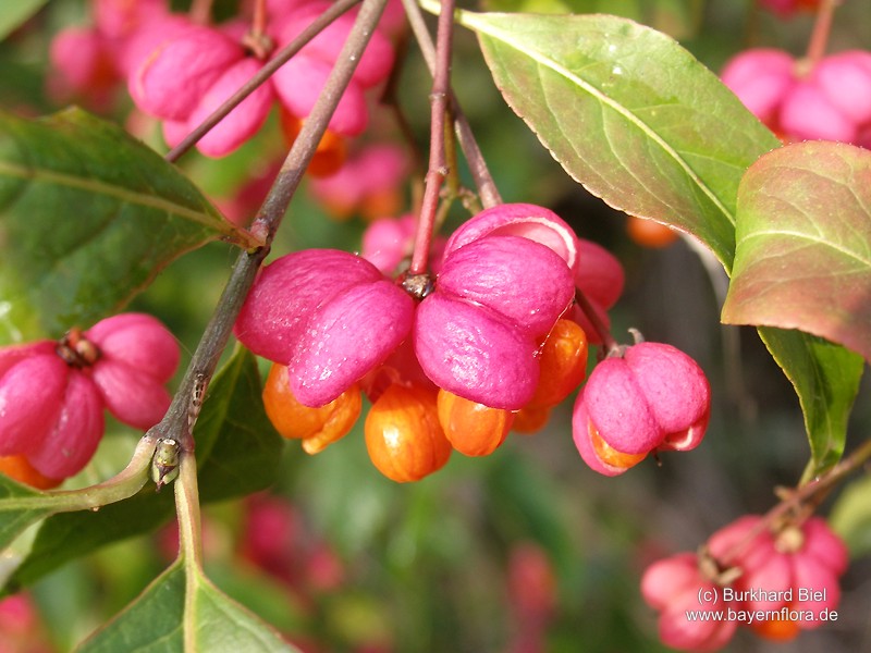 Datei:Euonymus-europaea.jpg