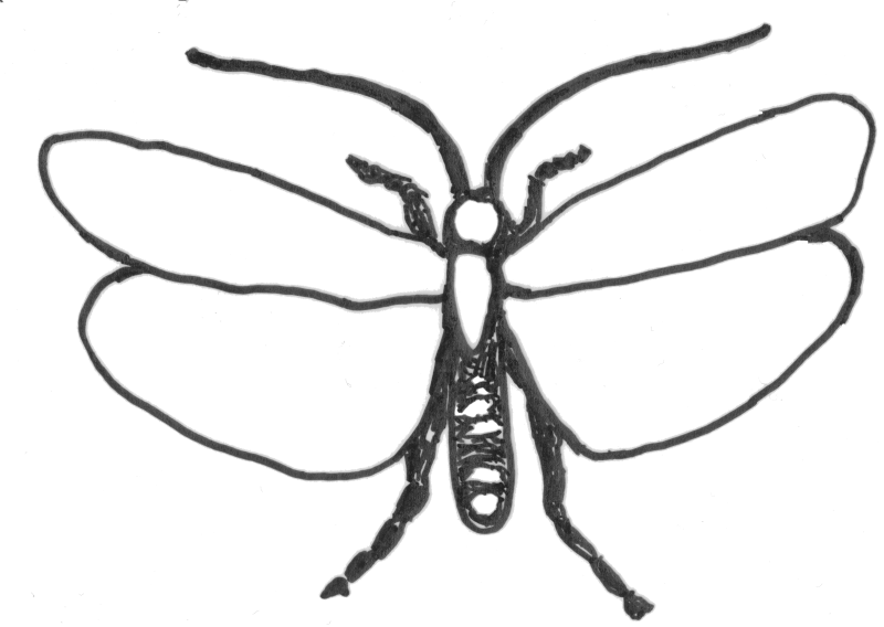 Datei:Insekten1 25112009 2Fluegel.png