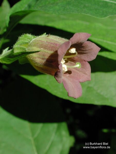 Datei:Atropa-bella-donna Biel-4 BIB.jpg