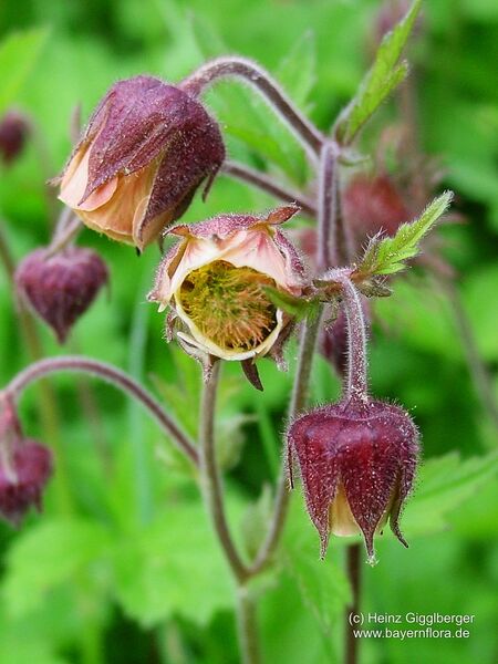 Datei:Geum-rivale Gigglberger-2 BIB.jpg