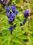 Gentiana asclepiadea L.