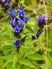 Gentiana asclepiadea L.
