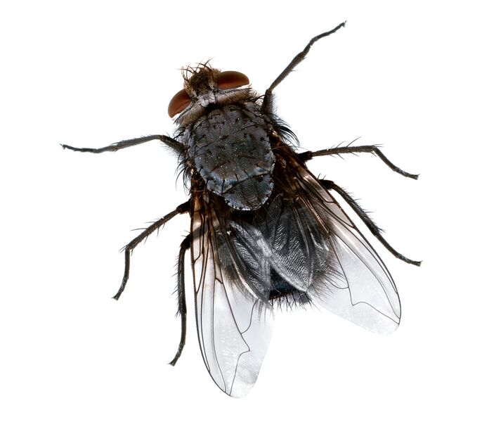 Datei:Fly close.jpg