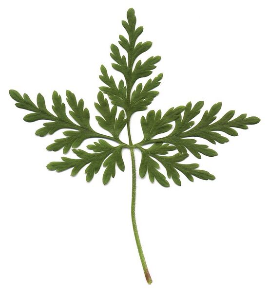Datei:Geranium robertianum scan.jpg