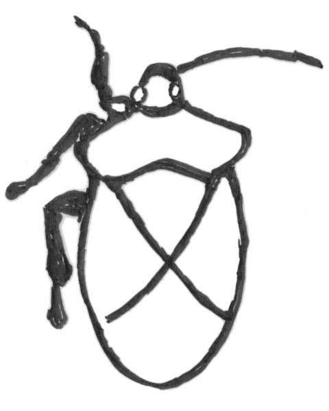 Datei:Insekten1 25112009 Wanze.png