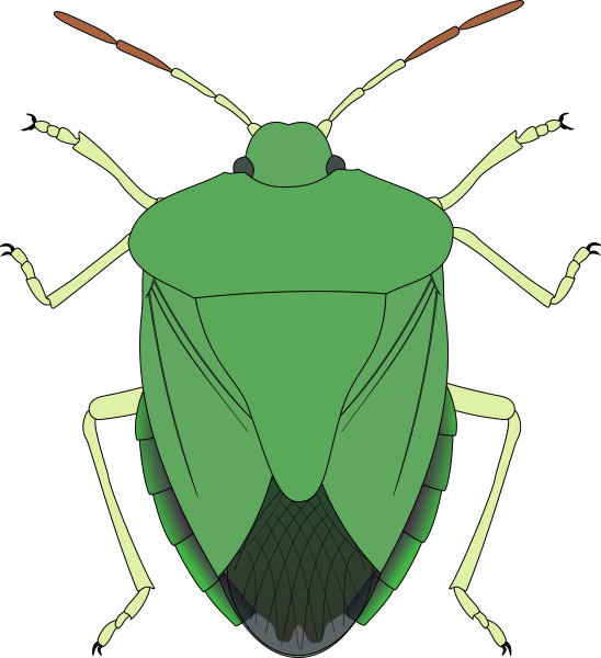 Datei:Heteroptera Rhynchota-Pentatomoidea-schematic.svg