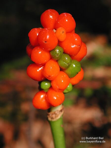 Datei:Arum-maculatum Biel-1 BIB.jpg