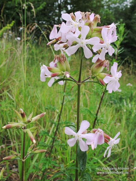 Datei:Saponaria-officinalis Ahlmer-2 BIB.jpg