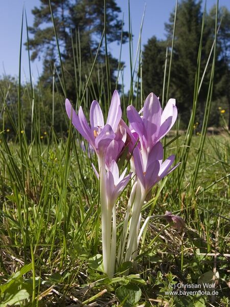 Datei:Colchicum-autumnale Wolf-1 BIB.jpg