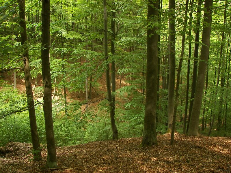Datei:Kellerwald 004.jpg
