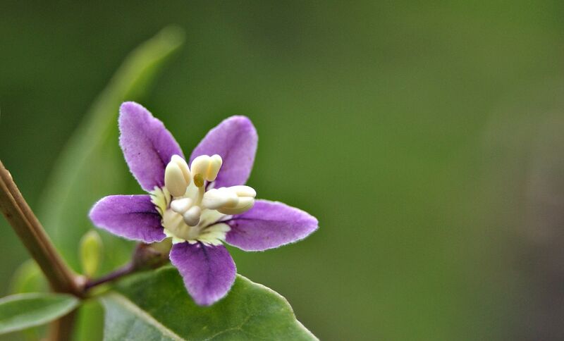 Datei:Lycium barbarum-348.JPG
