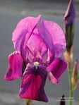 Iris germanica L.