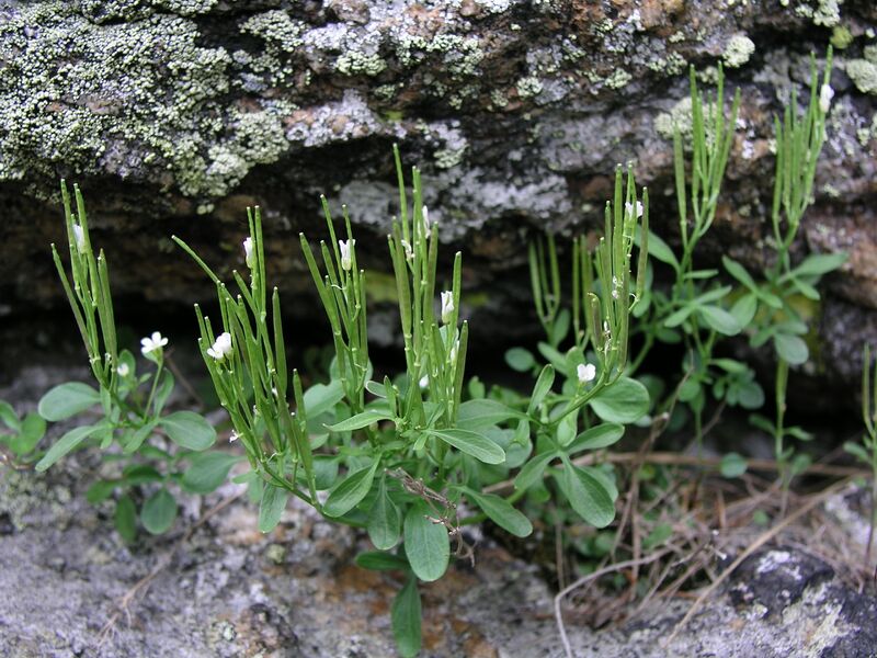 Datei:Cardamine resedifolia11.JPG