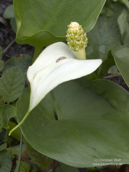 Datei:Calla-palustris Wolf-2 BIB.jpg