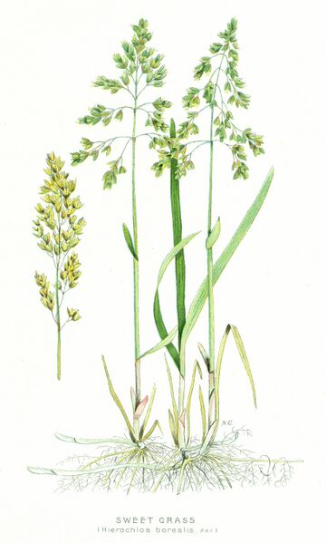 Datei:Sweet-Grass.jpg