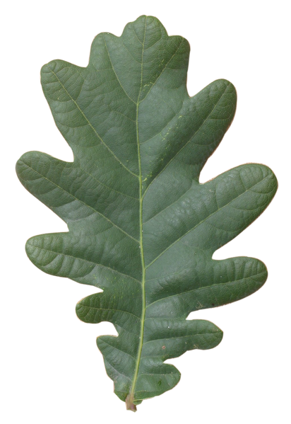 Datei:Quercus robur Blatt.png