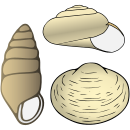 Datei:Muscheln-Schnecken.svg