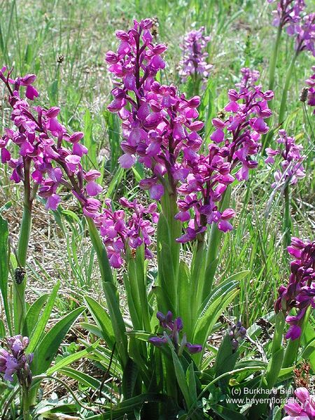 Datei:Orchis-morio-morio Biel-2 BIB.jpg